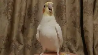 【オカメインコ】リリィちゃんのおしゃべりダンス　〜ちゃんちゃん音頭〜
