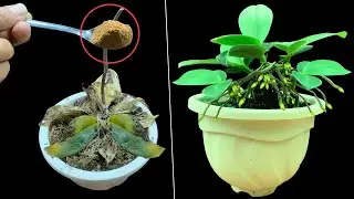 Just 1 spoon! The dead orchid suddenly came back to life and gave birth to many seedlings