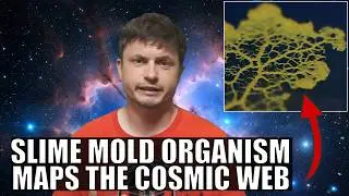 Slime Mold Organism Maps the Cosmic Web and Finds Something Interesting