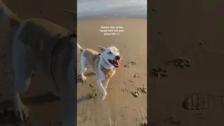 Yuki loves going to the beach🐠🐚🏝️ 