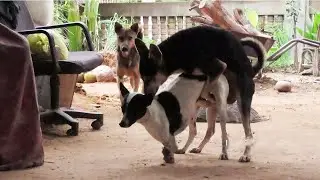 Awesome Rural Dogs !! Dog Meeting for the Summer Season in Village.