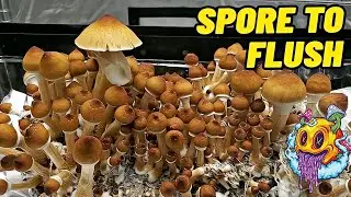 Spore To Flush - All In One Mushroom Bag | Complete Beginner's Guide To Growing Mushrooms