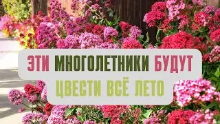 Эти многолетники будут цвести всё лето🌼