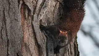 Squirrel Foraging for Food Footage from Sigma 100-400 on Sony A7IV