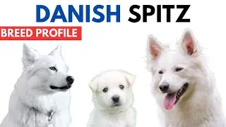 Danish Spitz Breed Profile History - Price - Traits - Dansk Spids Grooming Needs - Lifespan