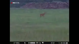 охота на самца косули в РБ. pulsar digex c50