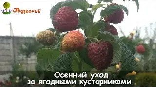 Осенний уход за ягодными кустарниками