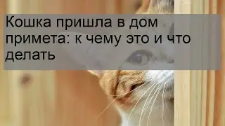 Кошка пришла в дом примета: к чему это и что делать