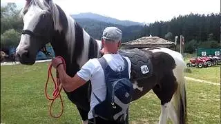 AUSTRALIAN Style  How to Saddle a Horse