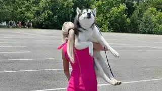 The Worlds funniest HUSKY   😁 Funny Dogs Video 2024