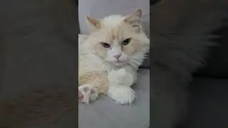 Ragdoll Cat