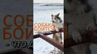 Сняли уже несколько видео про страх у собак, но тема всегда будет актуальна)