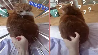 Confused Cat Gets Pranked By Owner