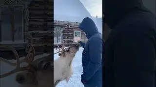 🌲Устроила сюрприз свидание для мужа на наши 3 года🥰 #свидание #сюрприз #олени