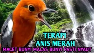 terapi anis merah biar bunyi gacor teler