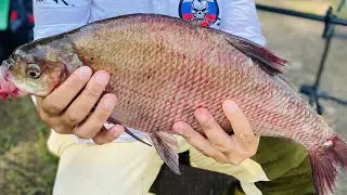 ОГРОМНЫЕ ЛЕЩИ выбирают кукурузу Рыбалка на фидер и донки в центре мегаполиса