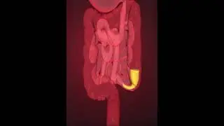 Digestive system- Large intestine (3D Animation)