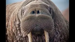The Walrus Operator - New in Python 3.8