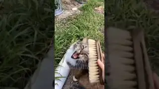 😂funny animal videos that i found for you #75😂