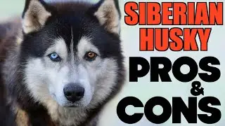 5 Pros & Cons When Getting A Husky Dog...