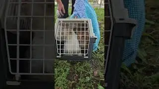 НАДО ЛИ В ДАННОМ СЛУЧАЕ СТАВИТЬ СЕТКИ НА ОКНА