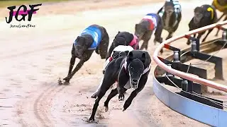 Greyhound Races  - Marathon Distance