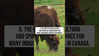 Top 10 Facts About Canadian Buffalo