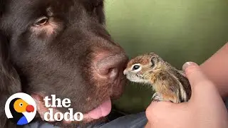 Baby Chipmunk Burrows Into Giant 115-Pound Dog's Fur | The Dodo