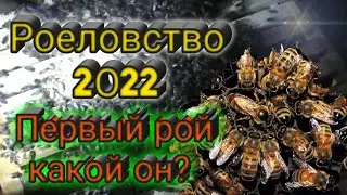 Первый рой 2022 в ловушки / роеловство 2022 / пасека в деревни