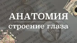 Оболочки и светопроводящая система глазного яблока | Анатомия