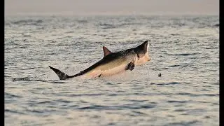 Wildlife biologists capture video of rare orca attack on great white shark