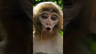 Monkey whistle!