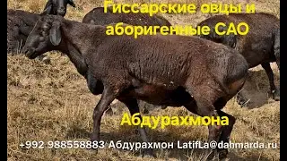 Гиссарские овцы и аборигенные САО Таджикистана саги дахмарда Абдурахмона,  после тучных пастбищь