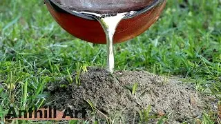 Three Fire Ant Colony Casting Session, Part 2: Casting in the Daylight for a Change (Cast #118)