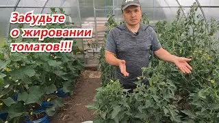 Жируют томаты? Два простых действия это исправить! Сохраните урожай!