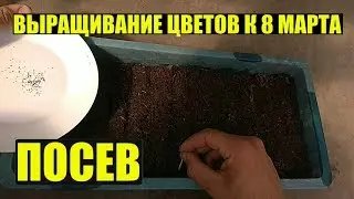 Первый посев семян - цинерарии, виолы, маргаритки