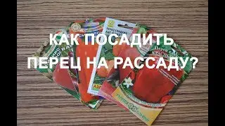 Выращивание перца на рассаду в торфяных таблетках.