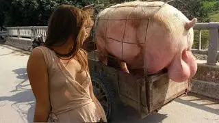 Organizing a Pig Farm and Pig Husbandry - Everything You Need to Know in 2023