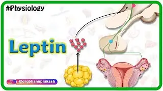 Physiology of Leptin Animation: USMLE Step 1