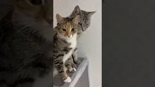 Милашки ❤️❤️❤️ #cutecat #смешныеживотные #милота #gatitos