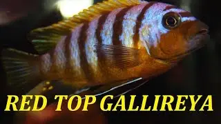 RED TOP GALLIREYA ZEBRA | LAKE MALAWI MBUNA AFRICAN CICHLID