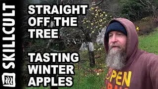 Still on The Trees in January, Awesomeness of Late Hanging Apples