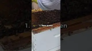 My bees have never behaved like this before! 