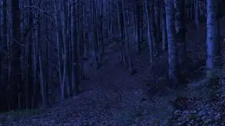 Horror Ambience - Virtual Soundscape - Haunted Woods