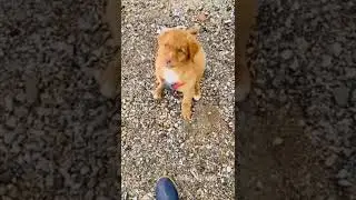 Эдит толлер, извените за пропотания воего воденого знака!!!🐾