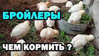 Выращивание бройлеров. Кормление цыплят. Куры бройлеры несушки едят крапиву, творог. Семья в деревне