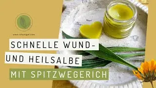 Wund- und Heilsalbe mit Spitzwegerich selbermachen