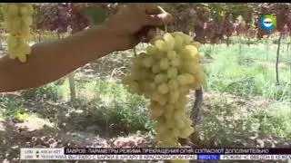 Начало новостей на телеканале 