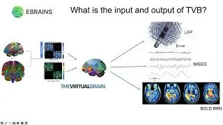 The Virtual Brain and Multiscale Co-Simulation - Dr. Dionysios Perdikis