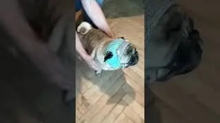 Обзор шапки для мопса и французского бульдога